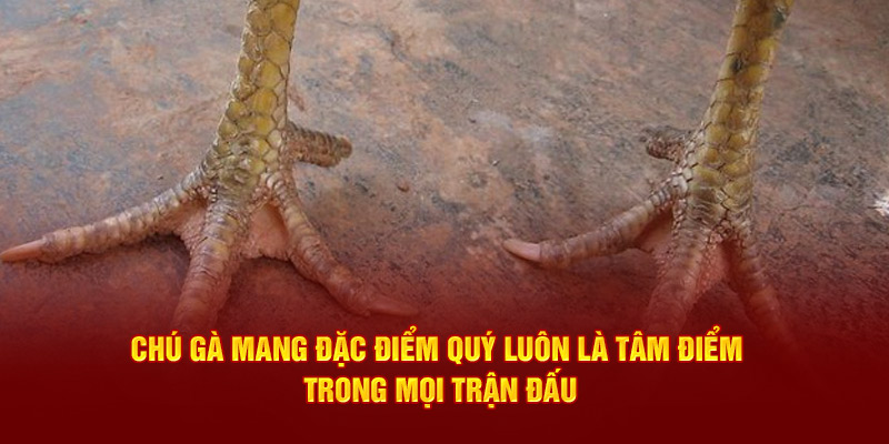 Chú gà mang đặc điểm quý luôn là tâm điểm trong mọi trận đấu