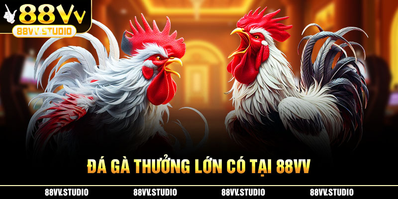 Đá gà thưởng lớn có tại 88VV