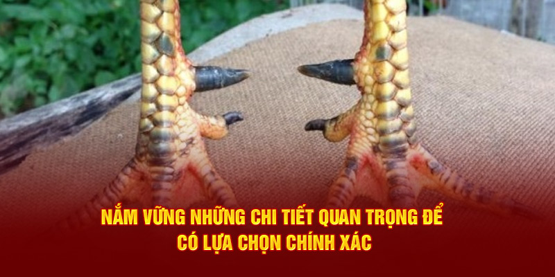 Nắm vững những chi tiết quan trọng để có lựa chọn chính xác
