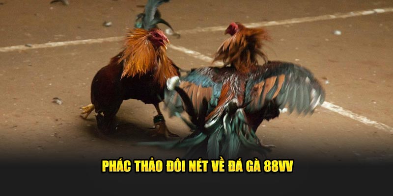 Phác thảo đôi nét về đá gà 88VV