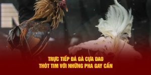 trực tiếp đá gà cựa dao
