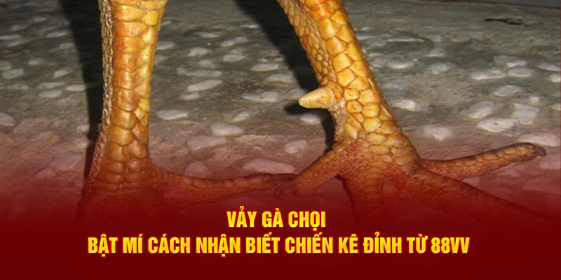 vảy gà chọi